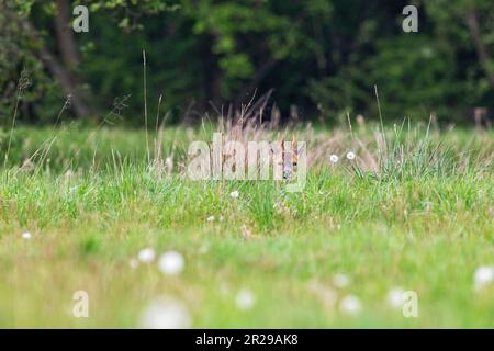Un jeune buck allongé jusqu'à ruminer dans un pré au printemps, Norfolk Banque D'Images