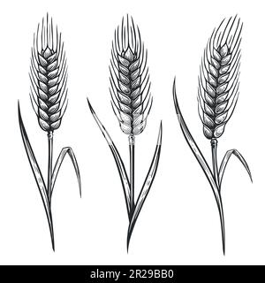 Épillets de blé. Épis de blé pour la décoration d'emballage conception de boulangerie. Illustration d'esquisse vectorielle dessinée à la main Illustration de Vecteur
