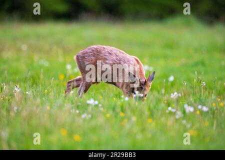 Un jeune buck de roe se nourrissant dans un pré au printemps, Norfolk Banque D'Images