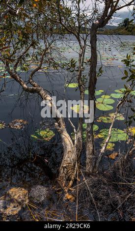 Marais au Rayong Botanical Garden, Rayong provincial East Plant Center, Thaïlande. Banque D'Images