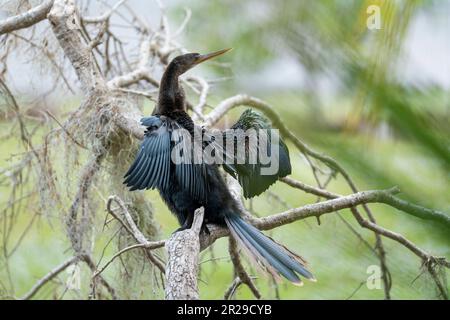 Un grand oiseau anhinga reposant sur une branche d'arbre dans les terres humides de Floride Banque D'Images