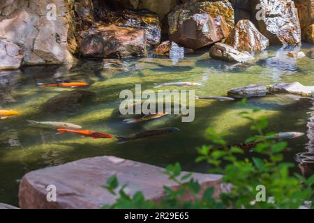 Vue rapprochée d'un troupeau de poissons de koï coloré et de grands carpes dans l'étang. ÉTATS-UNIS. Banque D'Images