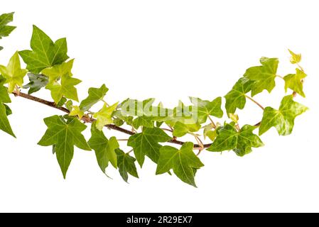 Branche Ivy isolée sur blanc avec espace de copie et chemin d'écrêtage inclus Banque D'Images