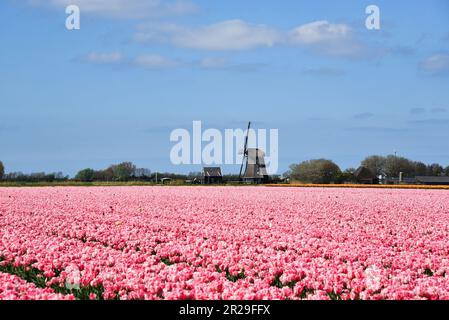 Breezand, pays-Bas, mai 2023. Paysage hollandais typique; un moulin et un champ de tulipes à fleurs. Photo de haute qualité Banque D'Images