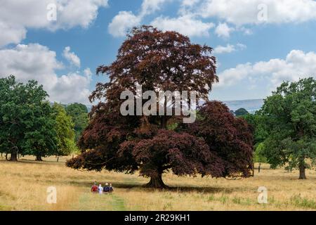 Vue sur le sentier public de Cotswold Way à travers un pré dans les Cotswolds, Royaume-Uni avec des randonneurs marchant dans la direction du grand hêtre cuivré à feuilles violettes en m Banque D'Images