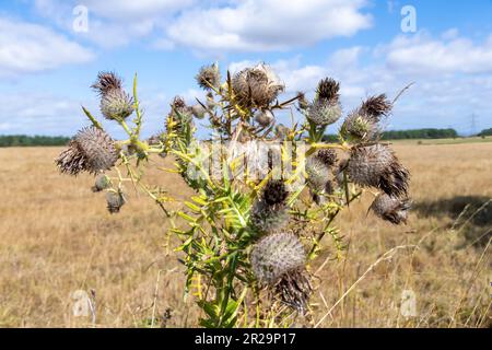 Gros plan d'un chardon (Cirsium eriophorum) terminé floraison avec des épines vives sur les extrémités des feuilles et des poils longs et laineux sur le feuillage avec Banque D'Images