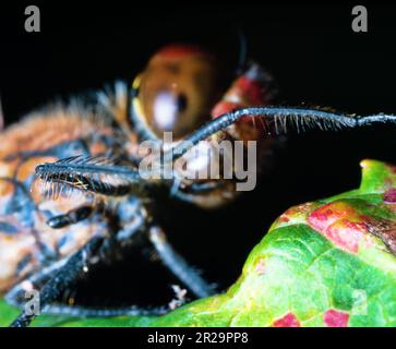 Pattes de libellules à pointes, parce que saisir le prédateur. Ultra macro Banque D'Images