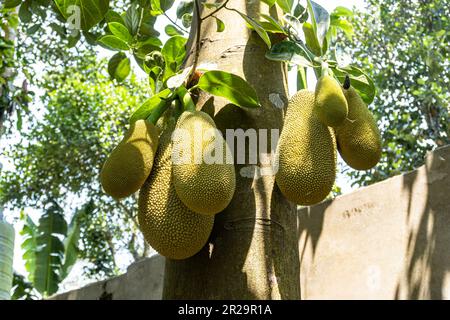 Artocarpus heterophyllus. Gros plan sur les fruits de la croissance. Il est bien adapté aux basses terres tropicales. Le jackfruit est couramment utilisé dans les cuisines asiatiques Banque D'Images