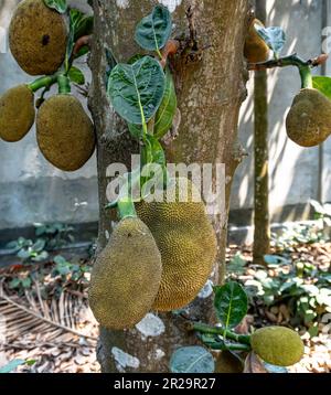 Beaucoup de fruits de la croissance sur l'arbre de cric. Artocarpus heterophyllus. Gros plan sur les fruits de la croissance Banque D'Images