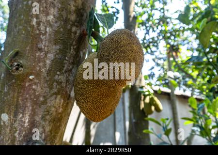 Jackfruit suspendu sur l'arbre de jackfruit. Ce nom scientifique de fruits est Artocarpus heterophyllus. Gros plan sur les fruits de la croissance Banque D'Images