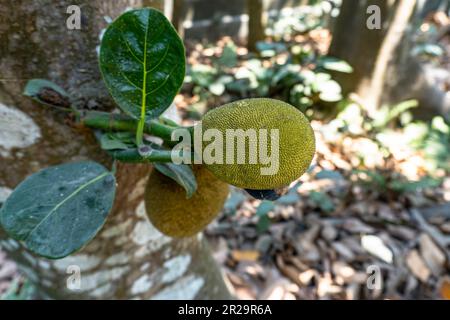 Jack Tree est un endroit où les jackfruits poussent. Artocarpus heterophyllus. Gros plan sur les fruits de la croissance Banque D'Images