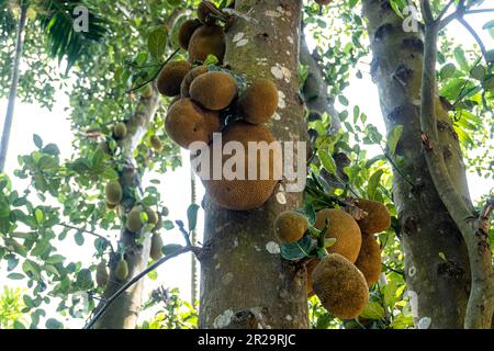 Des fruits à la chandelle accrochés dans des arbres dans un jardin tropical de fruits au Bangladesh. Ce nom scientifique de fruits est Artocarpus heterophyllus Banque D'Images