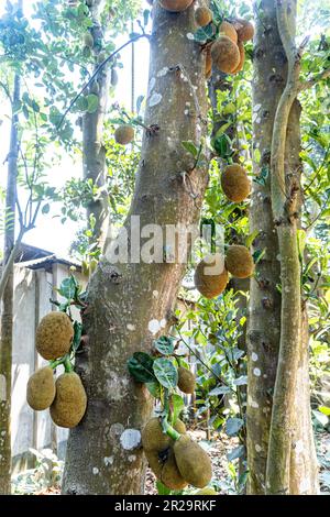 Fruits d'été asiatiques nommés Jackfruit nom scientifique Artocarpus heterophyllus. Un bouquet de fruits Jack dans l'arbre Banque D'Images