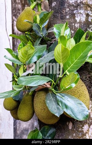 Un bouquet de fruits Jack dans l'arbre. Fruits tropicaux verts dans l'arbre. Ce nom scientifique de fruits est Artocarpus heterophyllus Banque D'Images