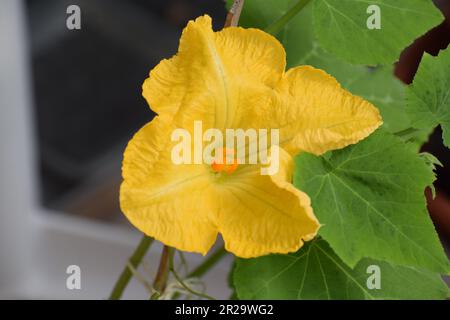 Fleur de citrouille de noyer cendré Banque D'Images