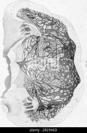 « Le processus excitatoire dans le cœur du chien. Partie II Les ventricules (1915) Banque D'Images