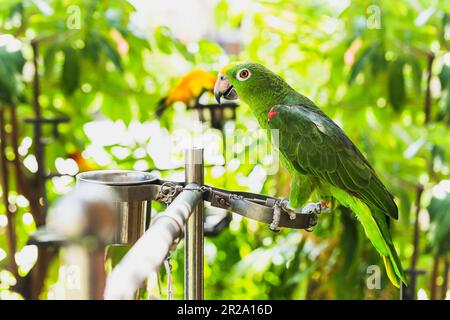 Oiseau perroquet de couleur verte ara Macaw dans le zoo. Banque D'Images