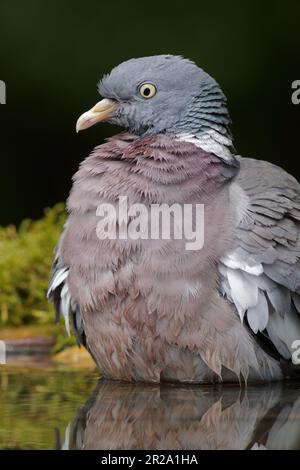 Pigeon en bois commun prenant un bain, des plumes de rembourrage, adulte, gros plan Banque D'Images