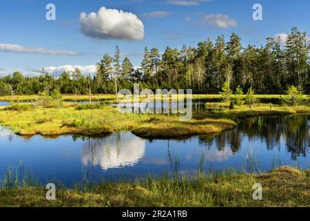 Paysage dans la Forêt Noire. Beau lac Wildsee dans la réserve naturelle de Kaltenbronn, Allemagne. Banque D'Images