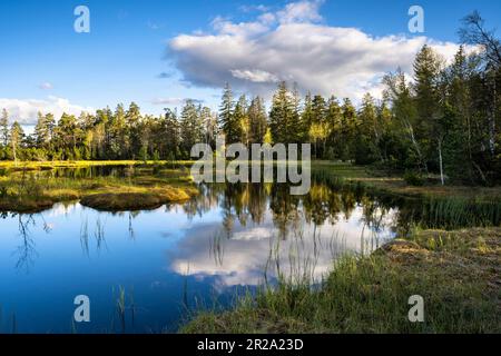 Paysage dans la Forêt Noire. Beau lac Wildsee dans la réserve naturelle de Kaltenbronn, Allemagne. Banque D'Images