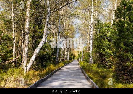 Paysage dans la Forêt Noire. Une promenade dans la réserve naturelle de Kaltenbronn Wildparadoor, Allemagne. Banque D'Images