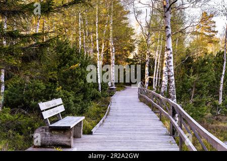 Paysage dans la Forêt Noire. Une promenade dans la réserve naturelle de Kaltenbronn Wildparadoor à l'heure d'or, Un banc en bois devant. Allemagne. Banque D'Images