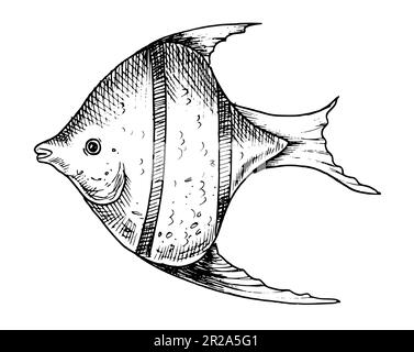 Illustration du vecteur angelfish. Illustration dessinée à la main de poisson en style de contour peint par des encres noires sur fond blanc isolé. Dessin au trait d'un animal sous-marin pour icône ou logo. Gravure monochrome Illustration de Vecteur