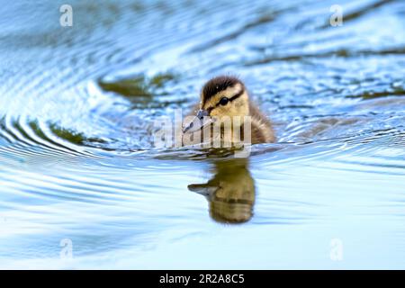 Un joli petit canard naque dans le petit étang calme de Manito Park à Spokane, Washington. Banque D'Images