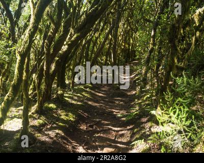 Sentier étroit à travers la forêt de laurisilva avec des branches tordues de Laurier moussy et des arbres Erica arborea en plein soleil. Parc national de Garajonay, El Banque D'Images