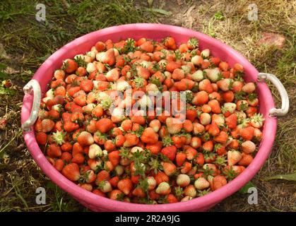 17 mai 2023, Srinagar, Inde : les agriculteurs récoltent des fraises dans une ferme située dans la région de Hazratbal de Srinagar, Jammu-et-Cachemire. Sur 17 mai 2023 à Srinagar, Inde. (Photo par Umer Qadir / Eyepix Group) Banque D'Images