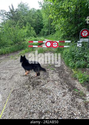 Le chien noir se tient devant une barrière avec un panneau d'interdiction pour les piétons, les voitures dans la forêt sur un chemin forestier. Banque D'Images