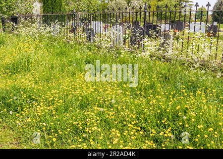 Butterbutterbups de printemps en fleur à côté du chantier naval de Frampton on Severn, Gloucestershire, Angleterre Banque D'Images