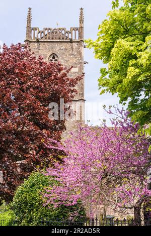 Arbres printaniers à côté de la tour de l'église St Marys dans le village Severnside de Frampton sur Severn, Gloucestershire, Angleterre Banque D'Images