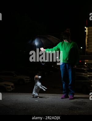 Femme à l'abri de la pluie de Jack russell terrier chien sous parapluie. Banque D'Images