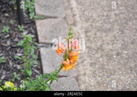 Vivaneaux orange, Antirrhinum, gros plan en été Banque D'Images