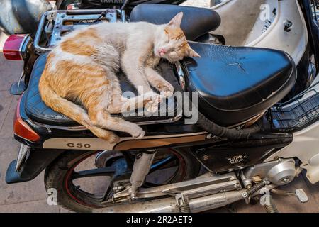 Chat dormant sur un siège de moto, Marrakech, Maroc. Banque D'Images
