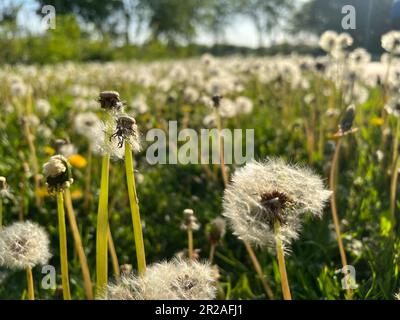 Pissenlit les graines de fleur sur la tige dans l'après-midi Banque D'Images