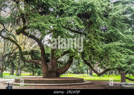 Cèdre du Liban, arbre monumental dans le parc du peuple, jardins publics de Reggio Emilia. Reggio Emilia, Emilie Romagne, Italie, Europe Banque D'Images