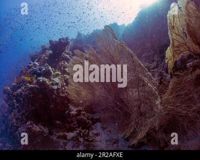 Ventilateurs géants de la mer gorgonienne (Subergorgia hicksoni) dans la mer Rouge, Égypte Banque D'Images