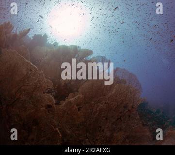 Ventilateurs géants de la mer gorgonienne (Subergorgia hicksoni) dans la mer Rouge, Égypte Banque D'Images