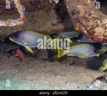 Sweetlips Plectorhinchus gaterinus Épinoche tachetée () en Mer Rouge, Egypte Banque D'Images