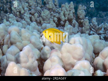 Un Damsel de citron (Amblyglyphidodon aureus) dans la mer Rouge, Égypte Banque D'Images