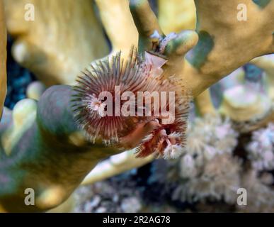 Un millepertuis de Noël (Spirobranchus giganteus) dans la mer Rouge, Égypte Banque D'Images