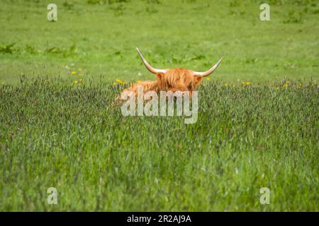 la vache des highlands une race écossaise de bétail rustique couché dans l'herbe Banque D'Images