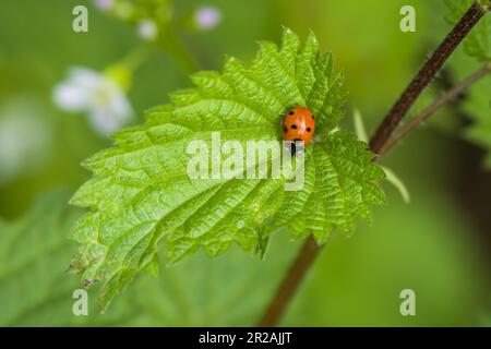 sept coccinelles tachetées sur une feuille vert vif d'un ortie accrochée avec un arrière-plan vert flou Banque D'Images