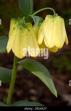Fritillaire sibérien (Fritilaria pallidiflora) - Printemps Banque D'Images