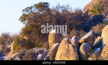 Rochers enneigés en hiver avec arbustes en arrière-plan dans le parc national de Joshua Tree, Californie. Banque D'Images