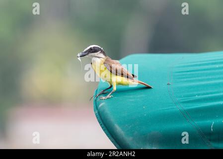 Le Grand Kiskadee (Pitangus sulfuratus) au Panama Banque D'Images