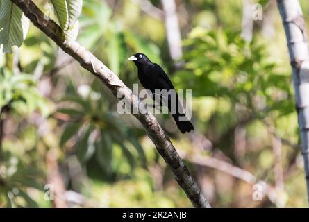 Cacique (Cacicus microrhynchus) perchée dans un arbre au Panama Banque D'Images