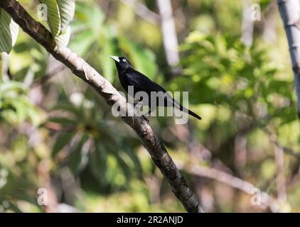 Cacique (Cacicus microrhynchus) perchée dans un arbre au Panama Banque D'Images